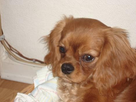 Cavalier king charles spaniel Silvas billede 13