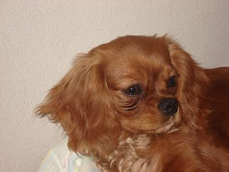 Cavalier king charles spaniel Silvas billede 14