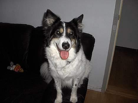 Border collie nala sov ind den 30/03-07 billede 11