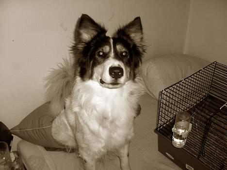 Border collie nala sov ind den 30/03-07 billede 12