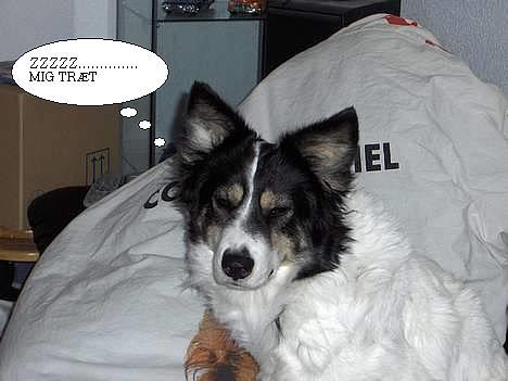 Border collie nala sov ind den 30/03-07 - Morgen frisk hvad er det?? billede 13