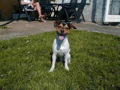 Dansk svensk gaardhund Buster - jeg regger lige tunge. billede 16