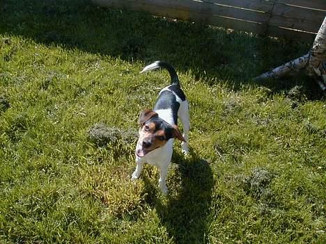 Dansk svensk gaardhund Buster - Græs smager bare godt. billede 17