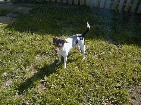 Dansk svensk gaardhund Buster - Her er jeg. billede 18