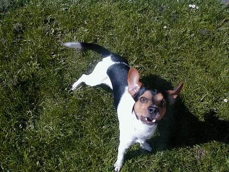 Dansk svensk gaardhund Buster - Nu er jeg bare sur mor, leg med mig. billede 19