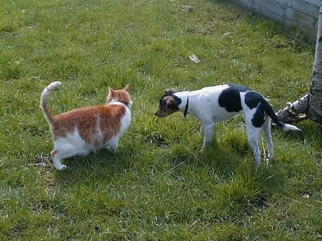 Dansk svensk gaardhund Buster - Her er jeg med min lege kammerat, Pjevsi. billede 20