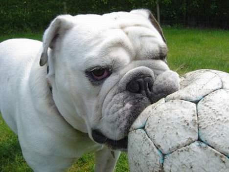 Engelsk bulldog Pac billede 13