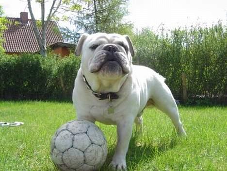 Engelsk bulldog Pac billede 14