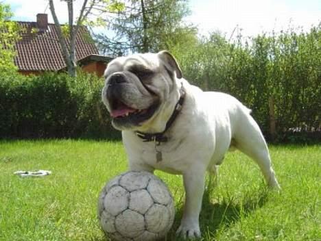 Engelsk bulldog Pac billede 15