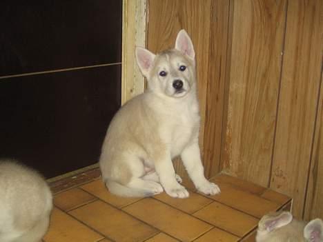 Blanding af racer Kayla - Kayla, 5 uger gammel. billede 1