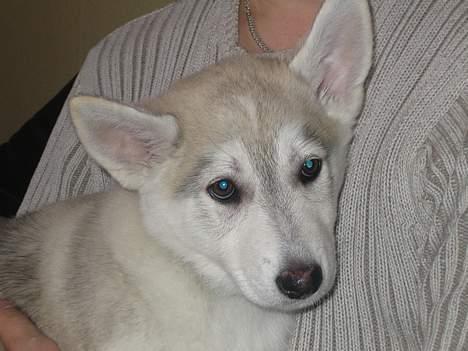 Blanding af racer Kayla - Knap ni uger gammel, og lige kommet med hjem. Overhovedet ikke tryg ved nogen ting. billede 2