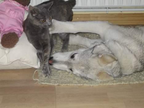 Blanding af racer Kayla - Kayla er rigtig glad for katte. billede 3