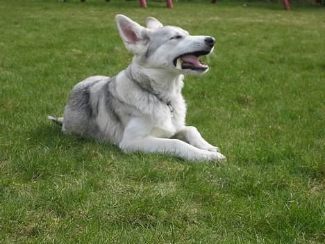 Blanding af racer Kayla - Uhm...-det er godt med et ben. billede 4