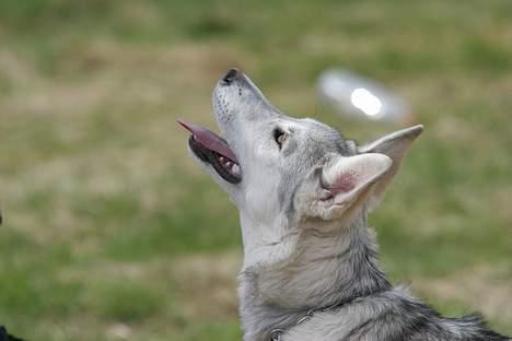 Blanding af racer Kayla - Ja, hun er en flot hund. billede 5