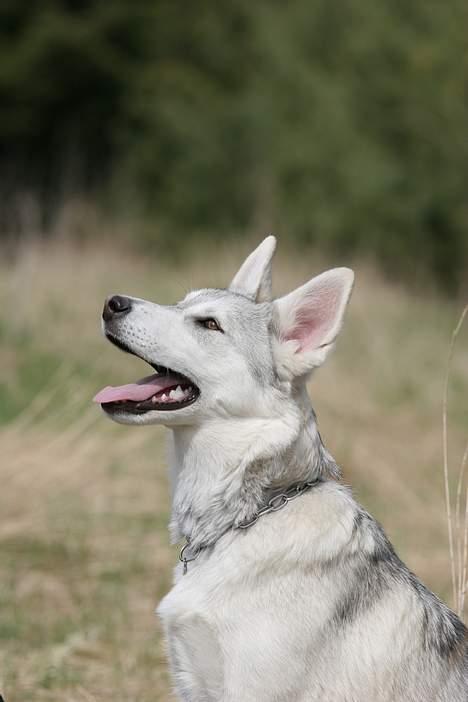 Blanding af racer Kayla - Utroligt, som en hund kan forandre sig. billede 6