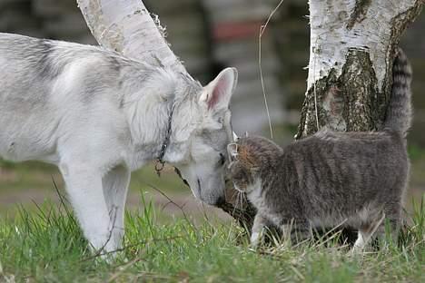 Blanding af racer Kayla - Årh, det er altså dejligt, at der kommer så mange katte her... billede 7