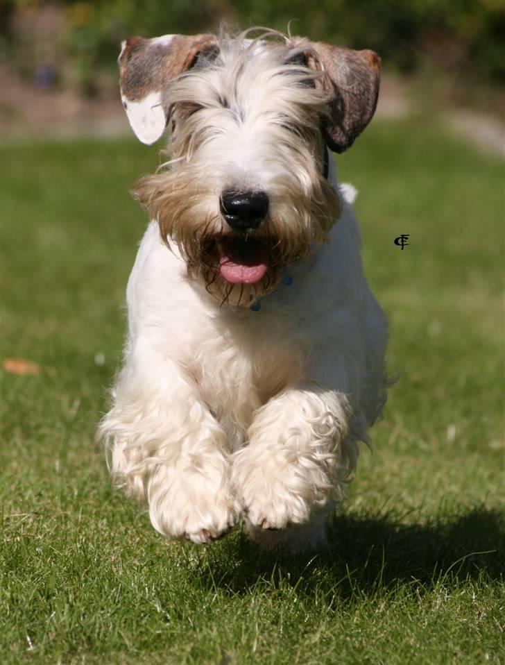 Sealyham terrier » Oskar « † - © Cabana Foto billede 12