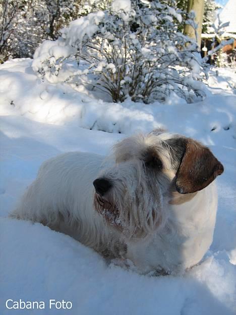 Sealyham terrier » Oskar « † - © Cabana Foto billede 14