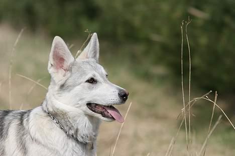 Blanding af racer Kayla billede 8