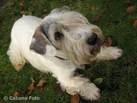 Sealyham terrier » Oskar « † - © Cabana Foto billede 15