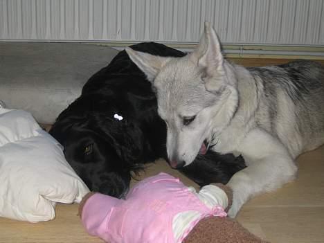 Blanding af racer Kayla billede 9