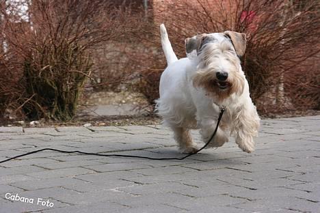 Sealyham terrier » Oskar « † - © Cabana Foto billede 16