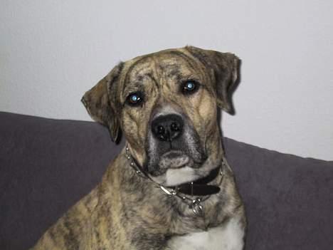 Dogo canario Midas billede 1