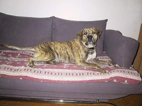 Dogo canario Midas billede 2