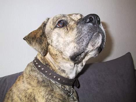 Dogo canario Midas billede 3