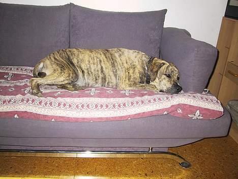 Dogo canario Midas billede 4