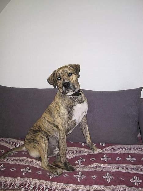 Dogo canario Midas billede 5