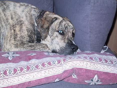 Dogo canario Midas billede 6