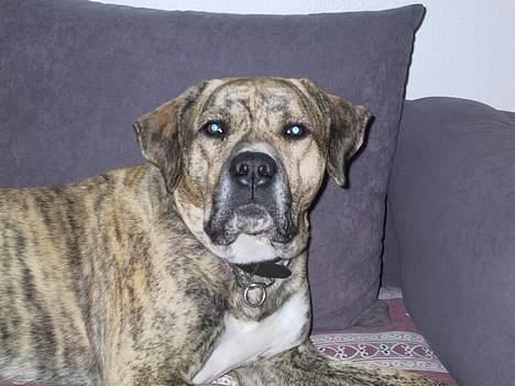 Dogo canario Midas billede 7