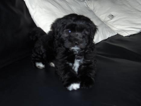 Løwchen Max Løvehjerte - Hej mit navn er Max Løvehjerte. På dette billede er jeg kun 10 uger, og jeg er lige flyttet ind hos min nye menneskefamilie billede 1