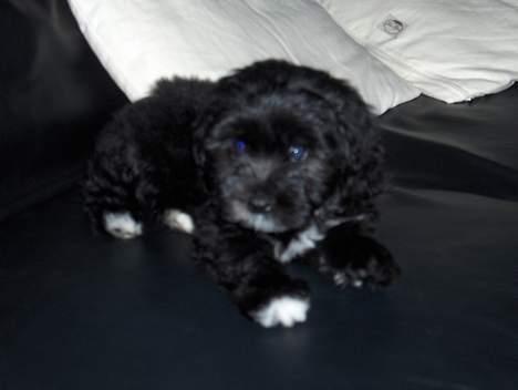 Løwchen Max Løvehjerte - Man er lidt forsigtig her i starten. billede 2