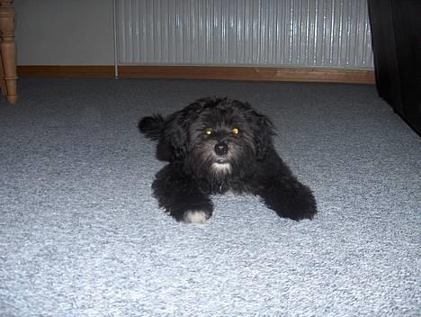 Løwchen Max Løvehjerte - Jeg elsker at lege ta´ fat. billede 3