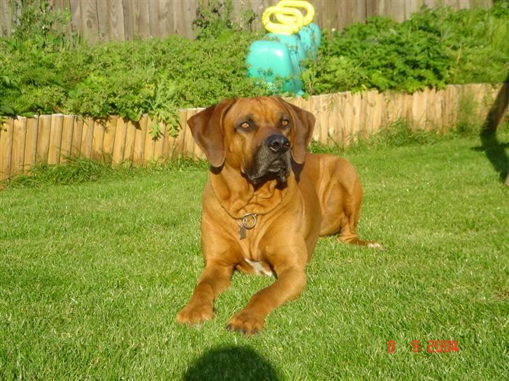 Rhodesian ridgeback Djambo billede 1