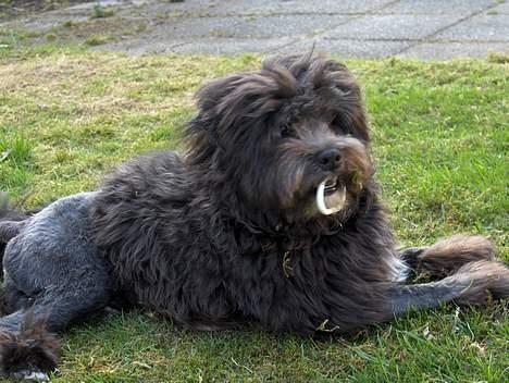 Løwchen Max Løvehjerte - Kan i se jeg ligner en løve med sit bytte. billede 4
