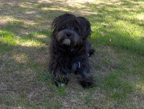 Løwchen Max Løvehjerte - Far - hvorfor tager du altid billeder af mig? billede 5