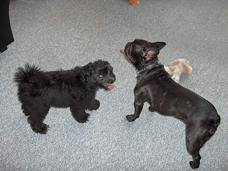 Løwchen Max Løvehjerte - Her er jeg med min bedste veninde, hun hedder Mille og er en fransk bulldog. billede 6