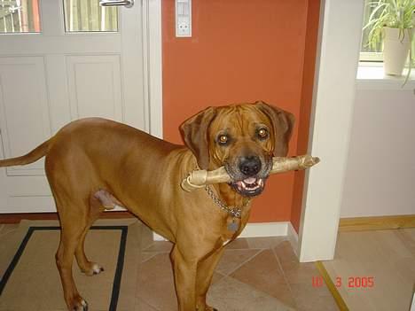 Rhodesian ridgeback Djambo - Seee... mit flotte kødben...Det er kun  117 gang jeg viser det billede 2