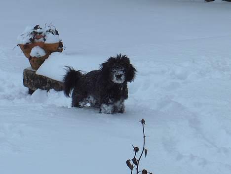Løwchen Max Løvehjerte - Sne er bare lige mig. billede 7