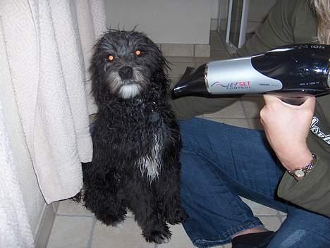 Løwchen Max Løvehjerte - Efter en tur i sneen er det godt med et varmt bad og føntørring. billede 8