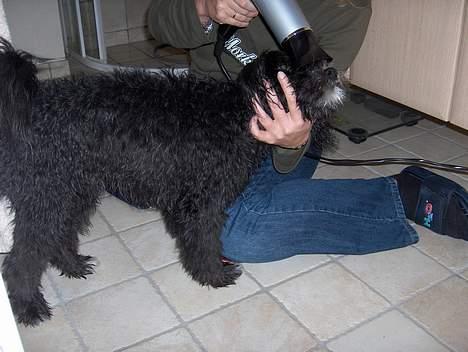 Løwchen Max Løvehjerte - Jeg elsker når mor føntørrer mig. billede 9