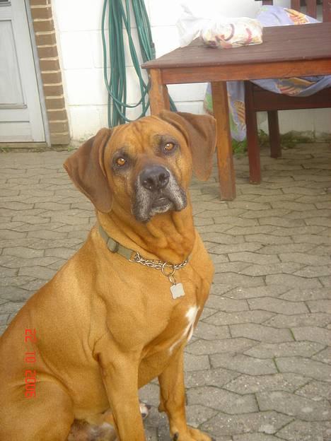 Rhodesian ridgeback Djambo - se er jeg ikke bare dejlig billede 3