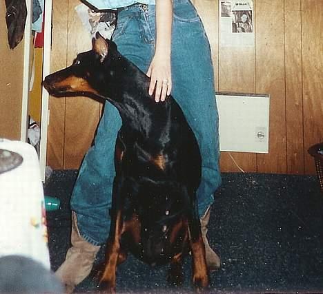 Dobermann Kildelunds Boheme R.I.P. - Boheme vil gerne ud og lege ;o) billede 2