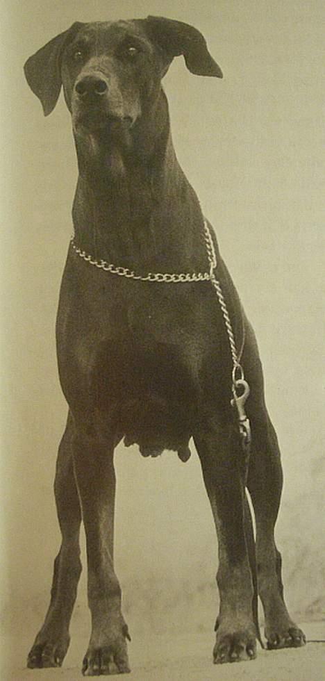 Dobermann Kildelunds Boheme R.I.P. - Boheme´s  Mormor. billede 3