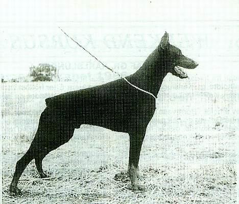 Dobermann Kildelunds Boheme R.I.P. - Boheme´s far billede 4