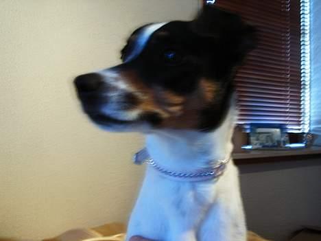 Dansk svensk gaardhund mille - der er noget der over der er meget meget spændene!!! billede 4