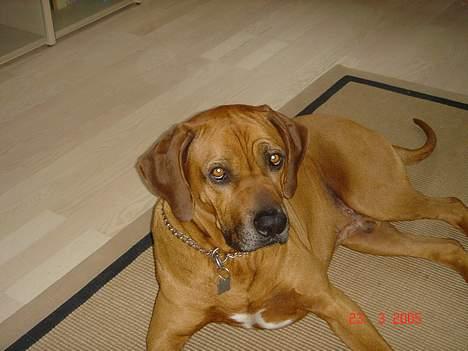 Rhodesian ridgeback Djambo - Lad mig være i fred...jeg vil sove billede 4
